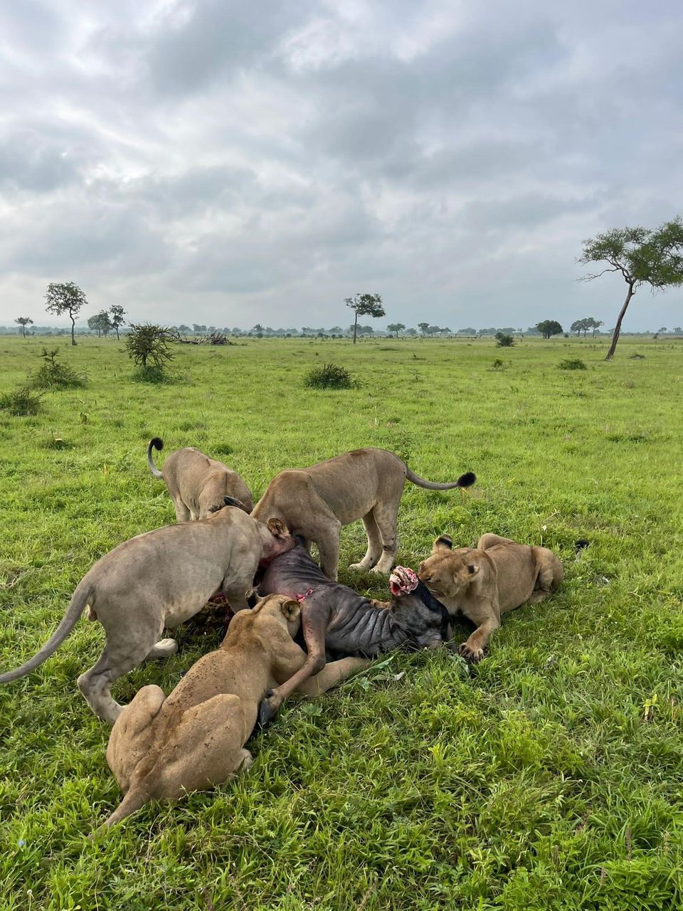 7 DAYS- SOUTHERN TANZANIA WILDERNESS AND HISTORICAL SAFARI